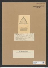 Triceratium sarcophagus Castr. (de-Toni-Nr.: Genus 140, Species 3735) Zeichnungen Sammlung Grunow Nr. 7247 (NHMW-BOT-W0376247)